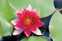Nymphaea 'Burgundy Princess'   pot 11x11 cm