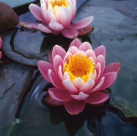 Nymphaea 'Fabiola'   pot 11x11 cm