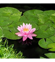 Nymphaea 'Firecrest'   pot 3L