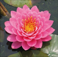 Nymphaea 'Fire Opal'   pot 11x11 cm