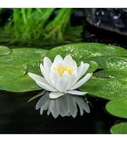 Nymphaea 'Gladstoniana'   pot 3L