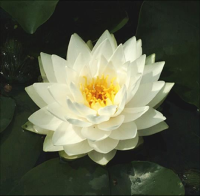 Nymphaea 'Gonnère'   pot 11x11 cm
