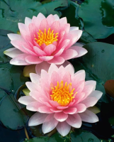 Nymphaea 'Hollandia'   pot 11x11 cm