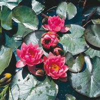 Nymphaea 'James Brydon'   pot 11x11 cm