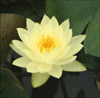 Nymphaea 'Joey Tomocick'   pot 3L