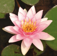Nymphaea 'Marliacea Carnea'   pot 3L