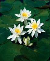 Nymphaea odorata   pot 11x11 cm