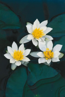 Nymphaea 'Pygmaea Alba'   pot 11x11 cm