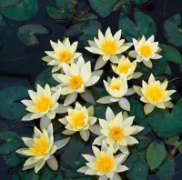 Nymphaea 'Pygmaea Helvola'   pot 3L