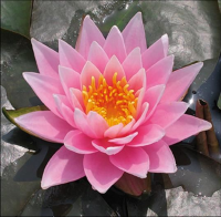 Nymphaea 'Rose Arey'   pot 11x11 cm