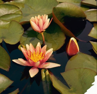 Nymphaea 'Sioux'   pot 11x11 cm