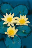 Nymphaea 'Sulphurea'   pot 11x11 cm
