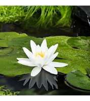 Nymphaea tetragona   pot 3L