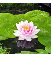Nymphaea 'Madame Wilfron Gonnère'   pot 11x11 cm