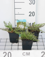 Oenanthe aquatica   pot 9x9 cm