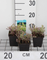 Oenanthe fistulosa 'Flamingo'   pot 9x9 cm