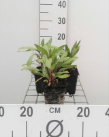 Oenothera macrocarpa   pot 9x9 cm  