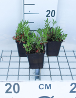 Oenothera speciosa 'Siskiyou'   pot 9x9 cm