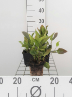 Omphalodes verna   pot 9x9 cm