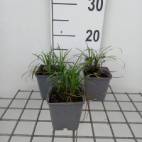 Ophiopogon japonicus   pot 9x9 cm  