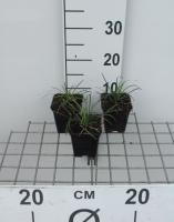Ophiopogon japonicus 'Minor'   pot 9x9 cm  
