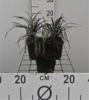 Ophiopogon planiscapus 'Niger'   pot 9x9 cm