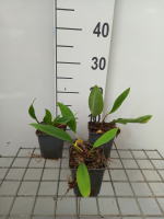 Orontium aquaticum   pot 9x9 cm