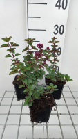 Origanum 'Rosenkuppel'   pot 9x9 cm