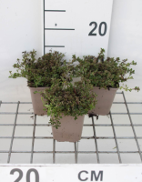 Compacte oregano, wilde marjolein, palingkruid   pot 9x9 cm (Origanum vulgare 'Compactum')  
