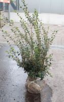 Osmanthus x burkwoodii   aardekluit   60 80 cm   struik