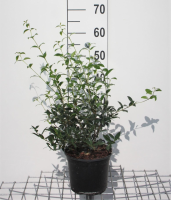Osmanthus x burkwoodii   pot 3L   40 60 cm   struik  