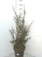 Osmanthus x burkwoodii   pot 15L   80 100 cm   struik