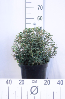 Osmanthus x burkwoodii   pot 10L   bolvorm diameter 40+ cm
