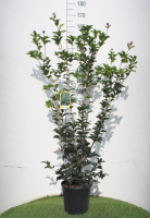 Osmanthus x fortunei   pot 10L   80 100 cm   struik