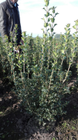 Osmanthus heterophyllus   aardekluit   60 80 cm   struik  