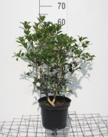 Osmanthus heterophyllus   pot   40 60 cm   struik