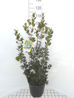 Osmanthus heterophyllus   pot 10L   80 100 cm   struik