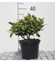 Osmanthus heterophyllus 'Goshiki'   pot   20 25 cm   struik