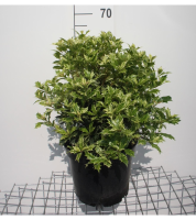 Osmanthus heterophyllus 'Goshiki'   pot 10L   40 50 cm   struik