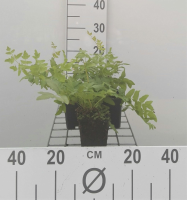 Osmunda regalis   pot 9x9 cm  