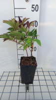 Paeonia 'Karl Rosenfield'   pot 1L  