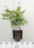 Paeonia 'Duchesse de Nemours'   pot 1L