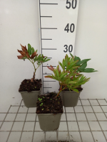 Paeonia officinalis 'Alba Plena'   pot 1L