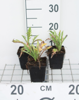 Papaver orientale 'Prinzessin Viktoria Luise'   pot 9x9 cm  