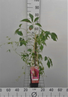 Parthenocissus quinquefolia var. Engelmannii   pot   50 60 cm  