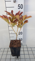 Paeonia 'Sarah Bernhardt'   pot 1L