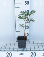 Paeonia 'Shirley Temple'   pot 1L