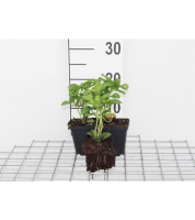 Pachysandra terminalis 'Green Carpet'   pot 9x9 cm