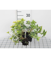 Pachysandra terminalis 'Green Sheen'   pot 9x9 cm