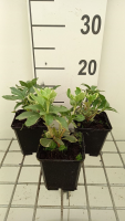 Pachysandra terminalis 'Variegata'   pot 9x9 cm  